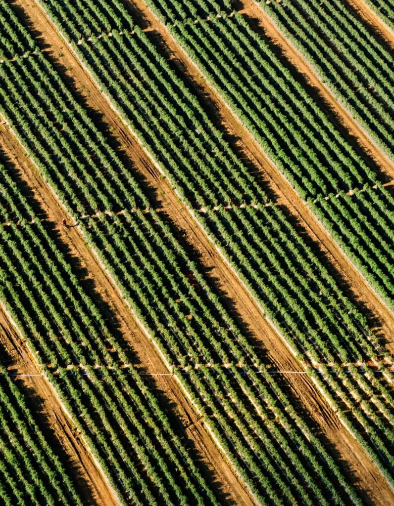 aerial view of fields split into sections of six rows