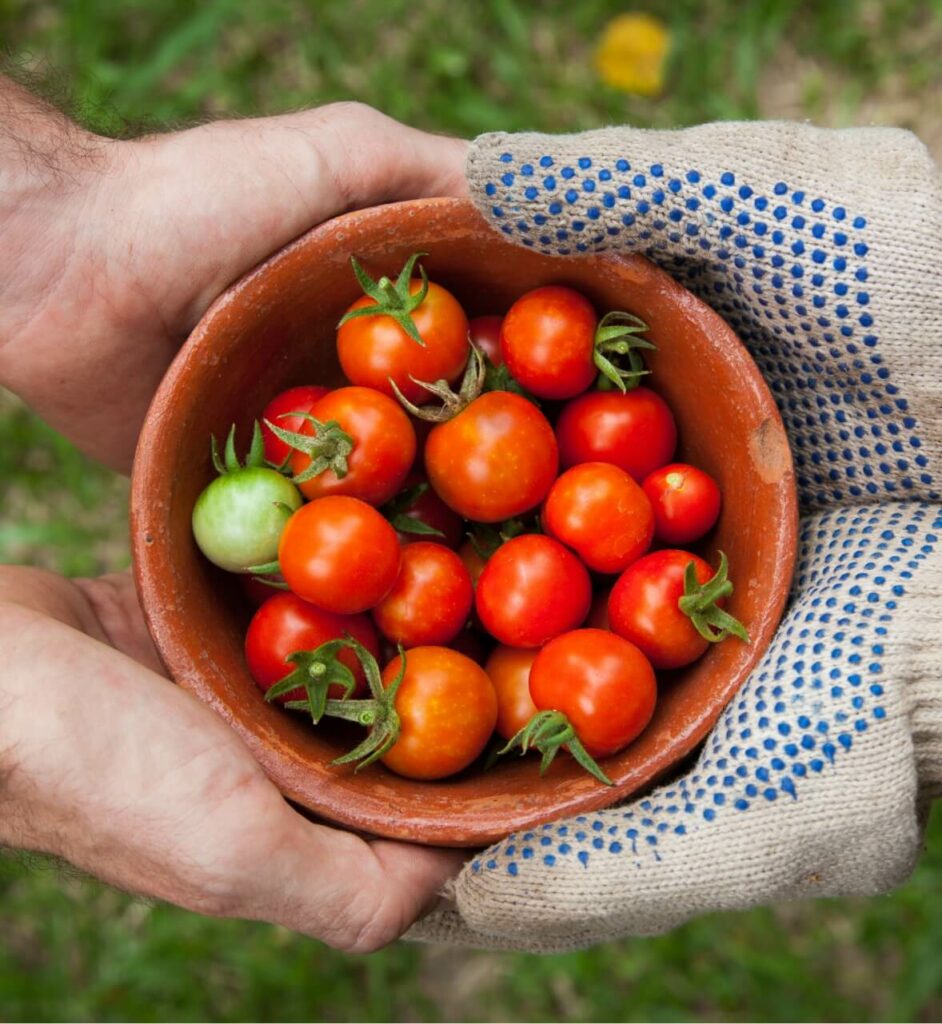 A gardener handing a bowl of grape tomatoes being handed to someone