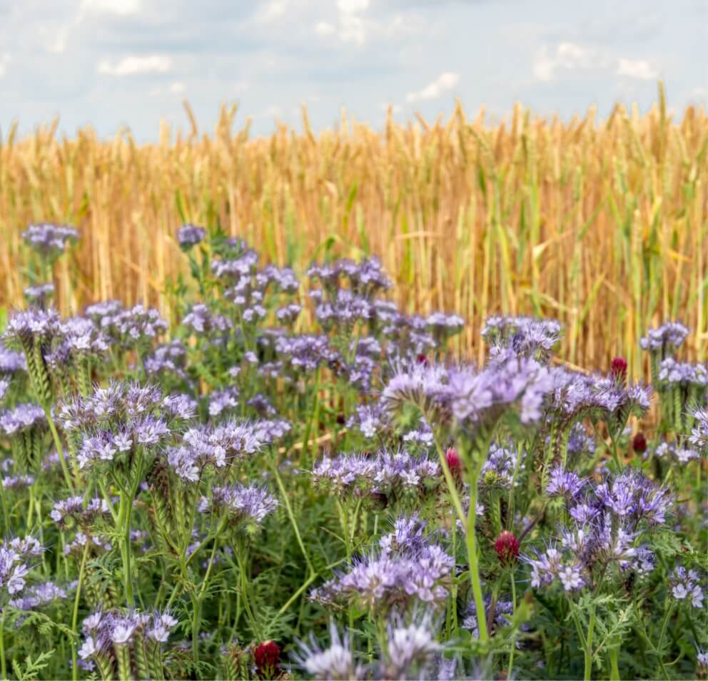 clover and rye crops grown side-by-side for biodiversity