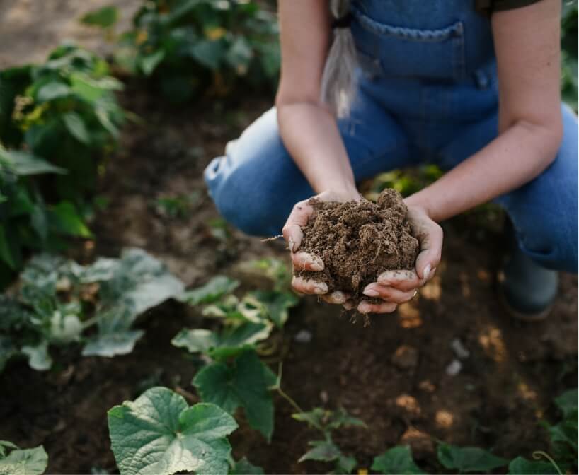 person holding a handful of soil from a small vegetable plot