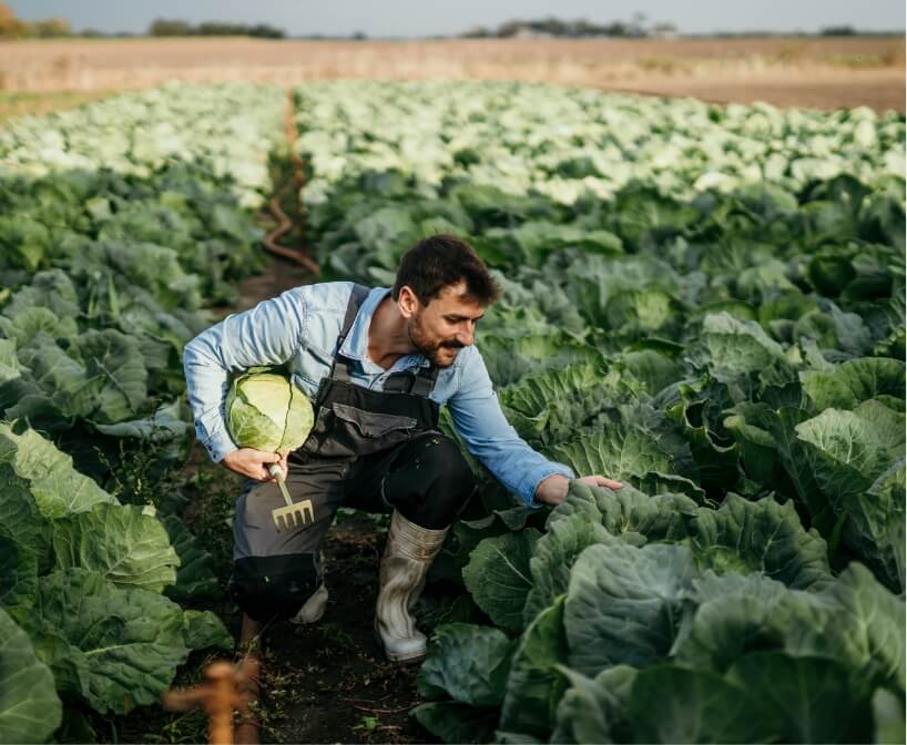 harvester in a farm field pulling cabbages