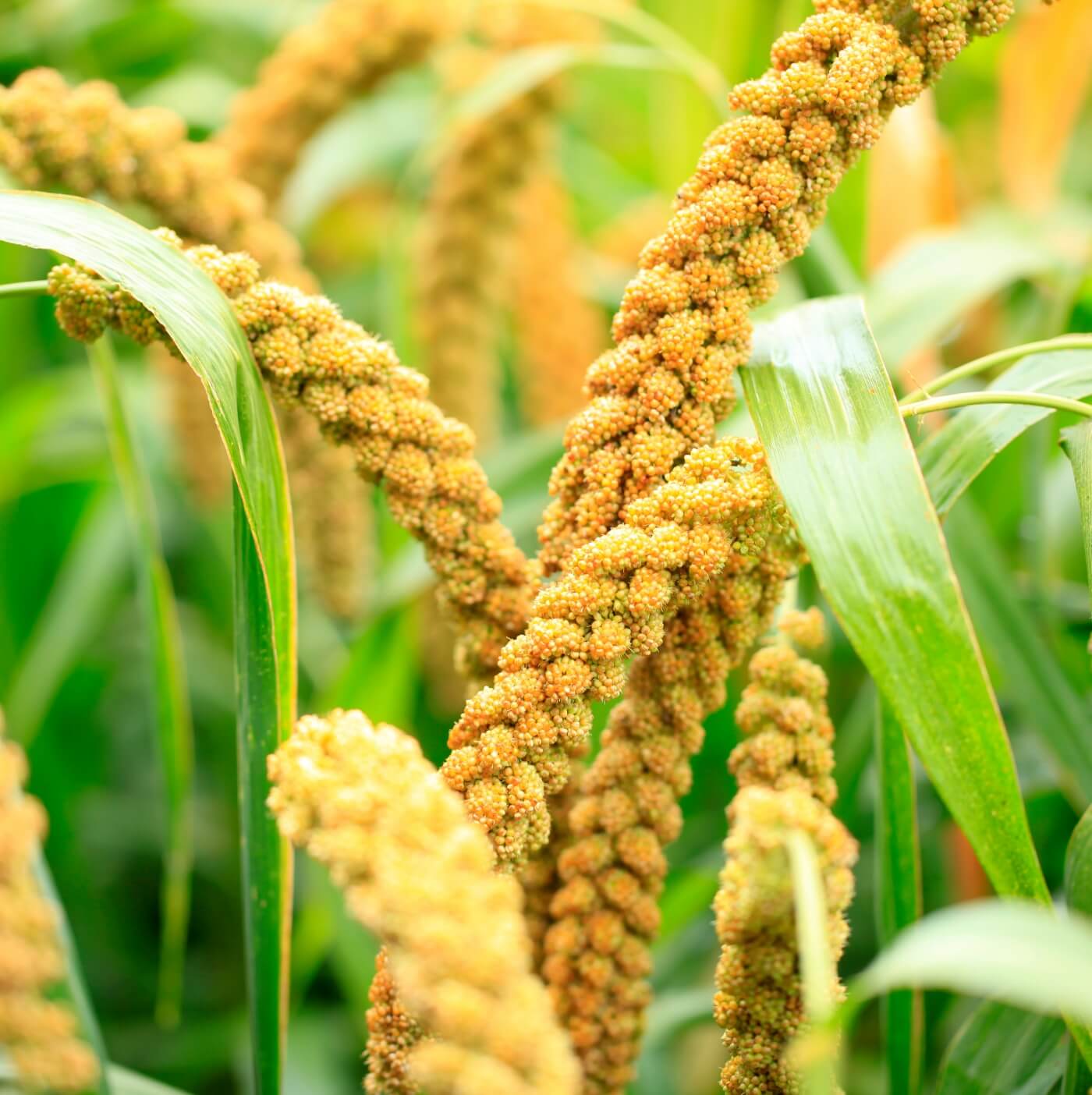 closeup of golden yellow millet in a field